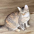 Shannon P.