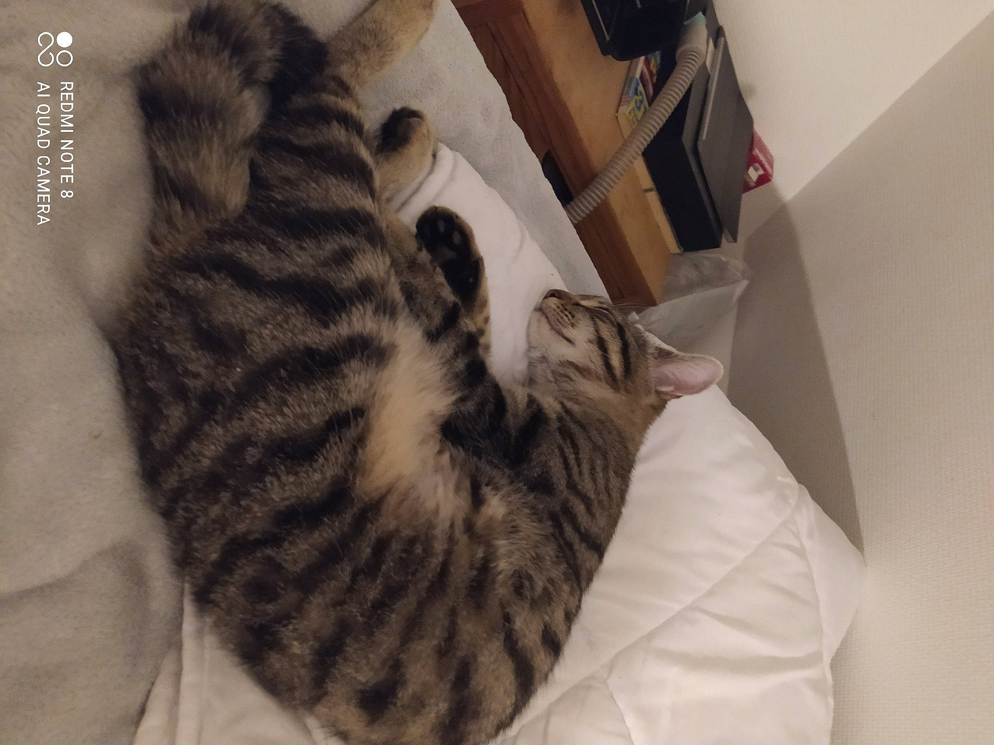 Socquette participe au concours pour gagner de l'argent avec cette photo : box, carnivore, cat, claw, comfort, domestic_short_haired_cat, felidae, fur, grey, mammal, nap, paw, shipping_box, small_to_medium_sized_cats, snout, tail, terrestrial_animal, vertebrate, whiskers