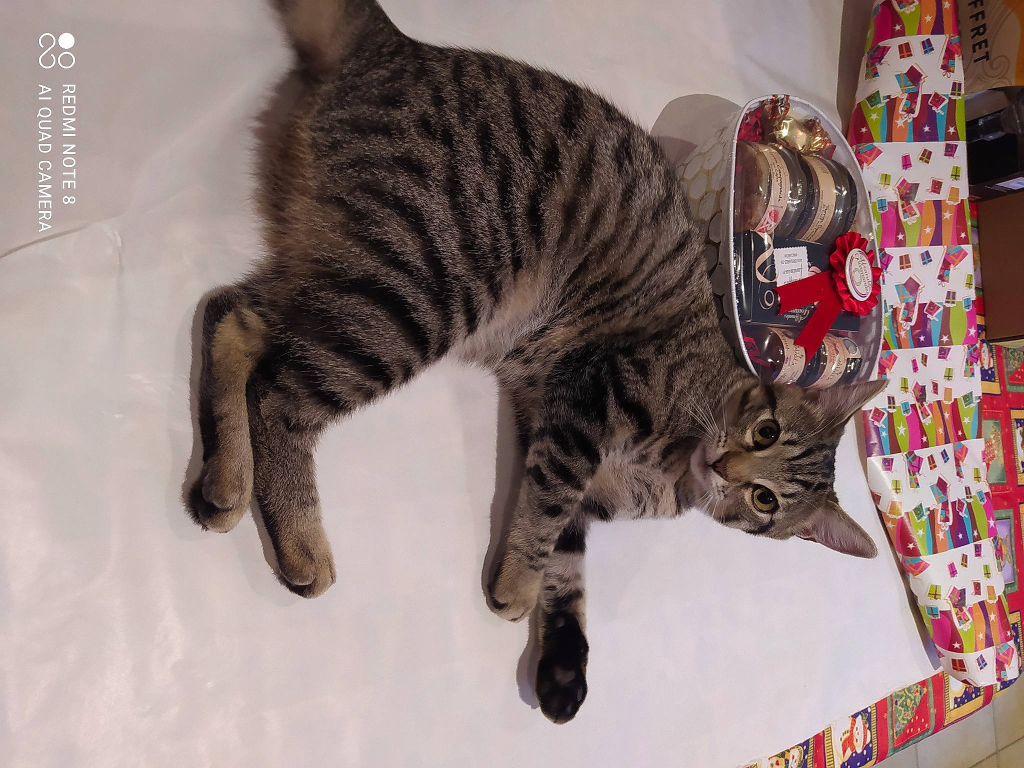 Socquette participe au concours pour gagner de l'argent avec cette photo : art, carnivore, cat, cat_supply, claw, domestic_short_haired_cat, felidae, fur, paw, pet_supply, small_to_medium_sized_cats, snout, tail, terrestrial_animal, whiskers