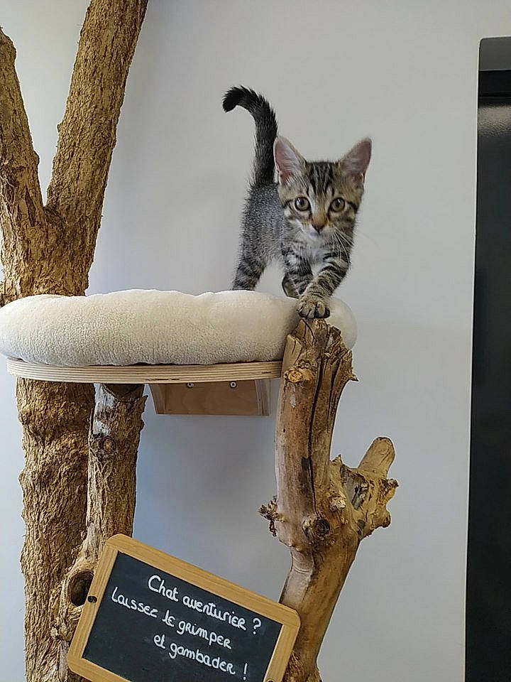 Socquette a rejoint le concours — aidez-le/la à gagner de superbes lots ! art, branch, carnivore, cat, cat_supply, creative_arts, fawn, felidae, natural_material, outdoor_furniture, pet_supply, plant, small_to_medium_sized_cats, tail, tree, trunk, twig, whiskers, wildlife, wood