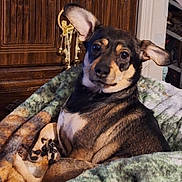 Venus Nubia joined the competition — help win amazing prizes! animal, black, blanket, brown, comfort, cozy, cute, dog, ears, fur, furniture, home, indoor, looking, paw, pet, portrait, relaxed, tan, wooden_cabinet