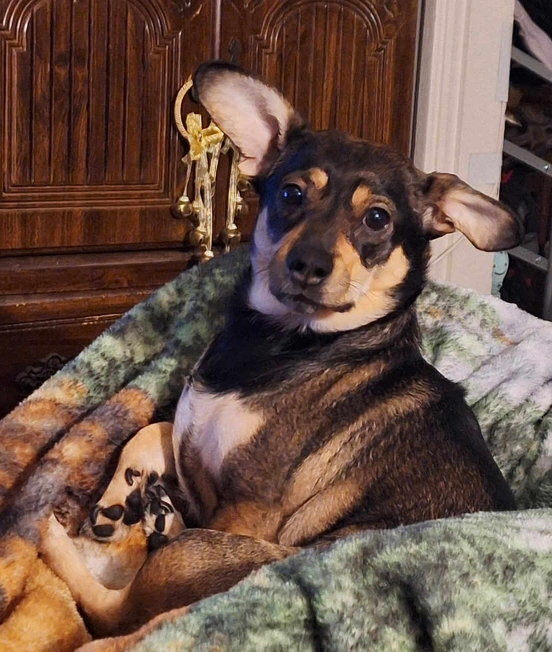 Venus Nubia joined the competition — help win amazing prizes! animal, black, blanket, brown, comfort, cozy, cute, dog, ears, fur, furniture, home, indoor, looking, paw, pet, portrait, relaxed, tan, wooden_cabinet