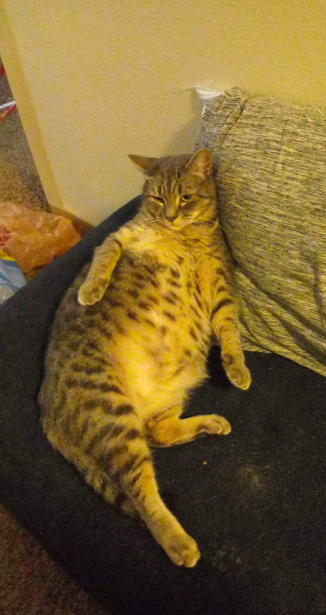 Castiel is registered to the contest to win money with this photo: arabian_mau, asian, australian_mist, bengal, california_spangled, carnivore, cat, domestic_short_haired_cat, dragon_li, european_shorthair, felidae, kitten, mammal, ocicat, pixie_bob, savannah, small_to_medium_sized_cats, tabby_cat, vertebrate, whiskers