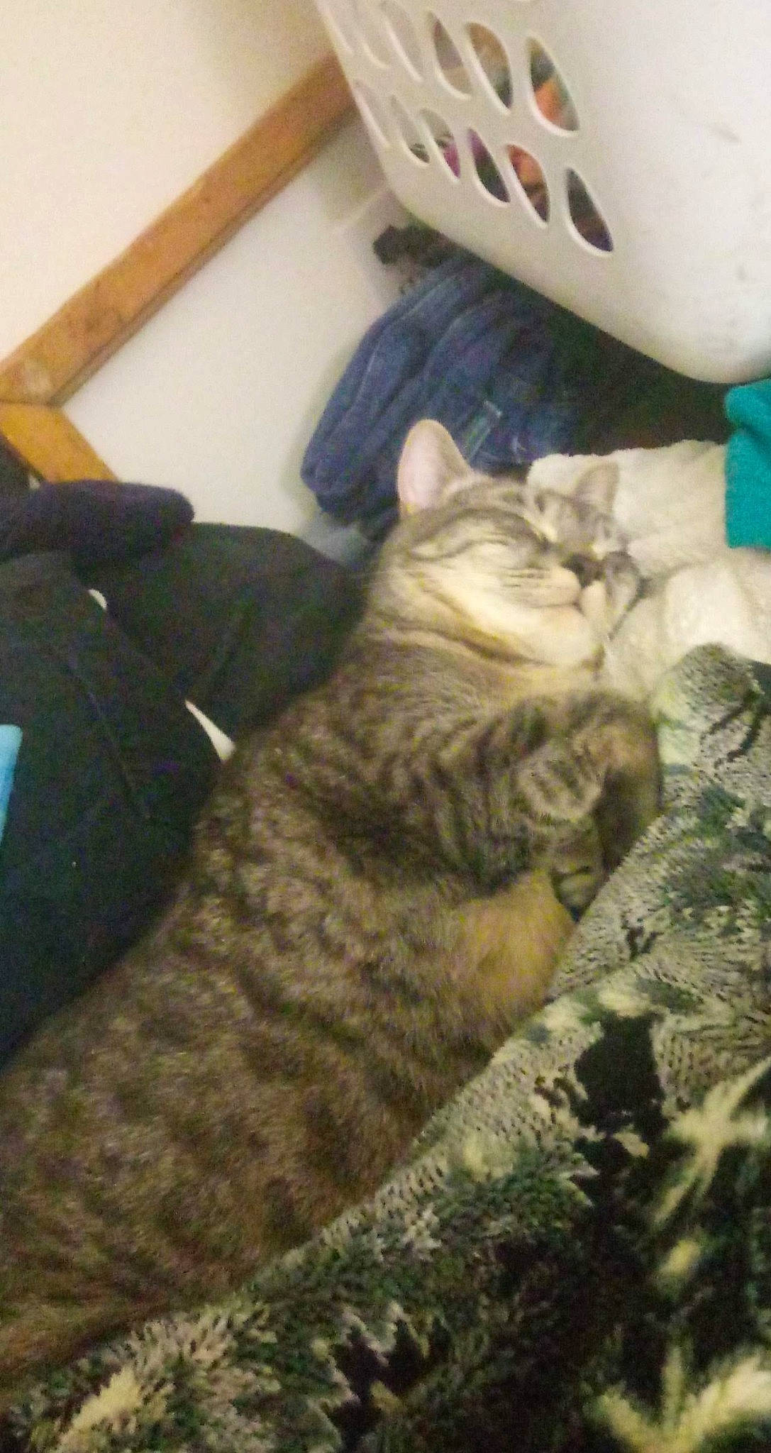 Castiel joined the competition — help win amazing prizes! american_shorthair, california_spangled, carnivore, cat, domestic_short_haired_cat, dragon_li, european_shorthair, fawn, felidae, kitten, pixie_bob, small_to_medium_sized_cats, tabby_cat, whiskers