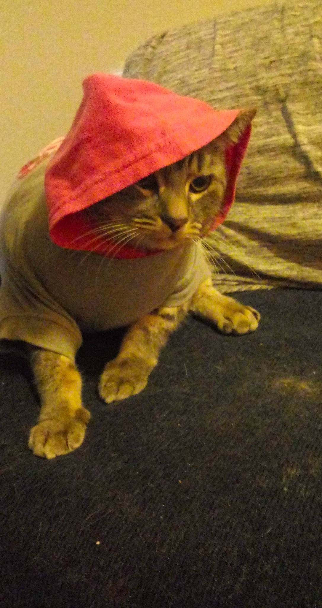 Castiel joined the competition — help win amazing prizes! asian, carnivore, cat, domestic_short_haired_cat, european_shorthair, fawn, felidae, kitten, small_to_medium_sized_cats, tabby_cat, whiskers