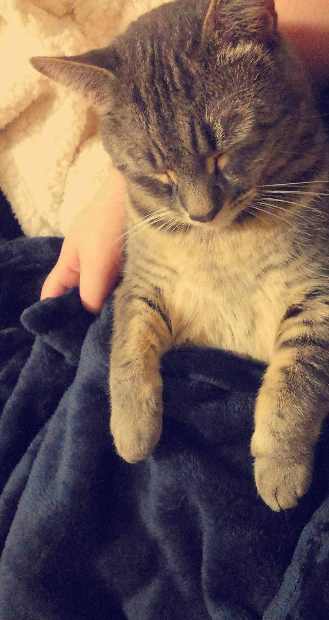 Castiel joined the competition — help win amazing prizes! asian, carnivore, cat, claw, close_up, domestic_short_haired_cat, european_shorthair, eye, felidae, fur, hand, nose, paw, polydactyl_cat, skin, sky, small_to_medium_sized_cats, snout, tabby_cat, whiskers