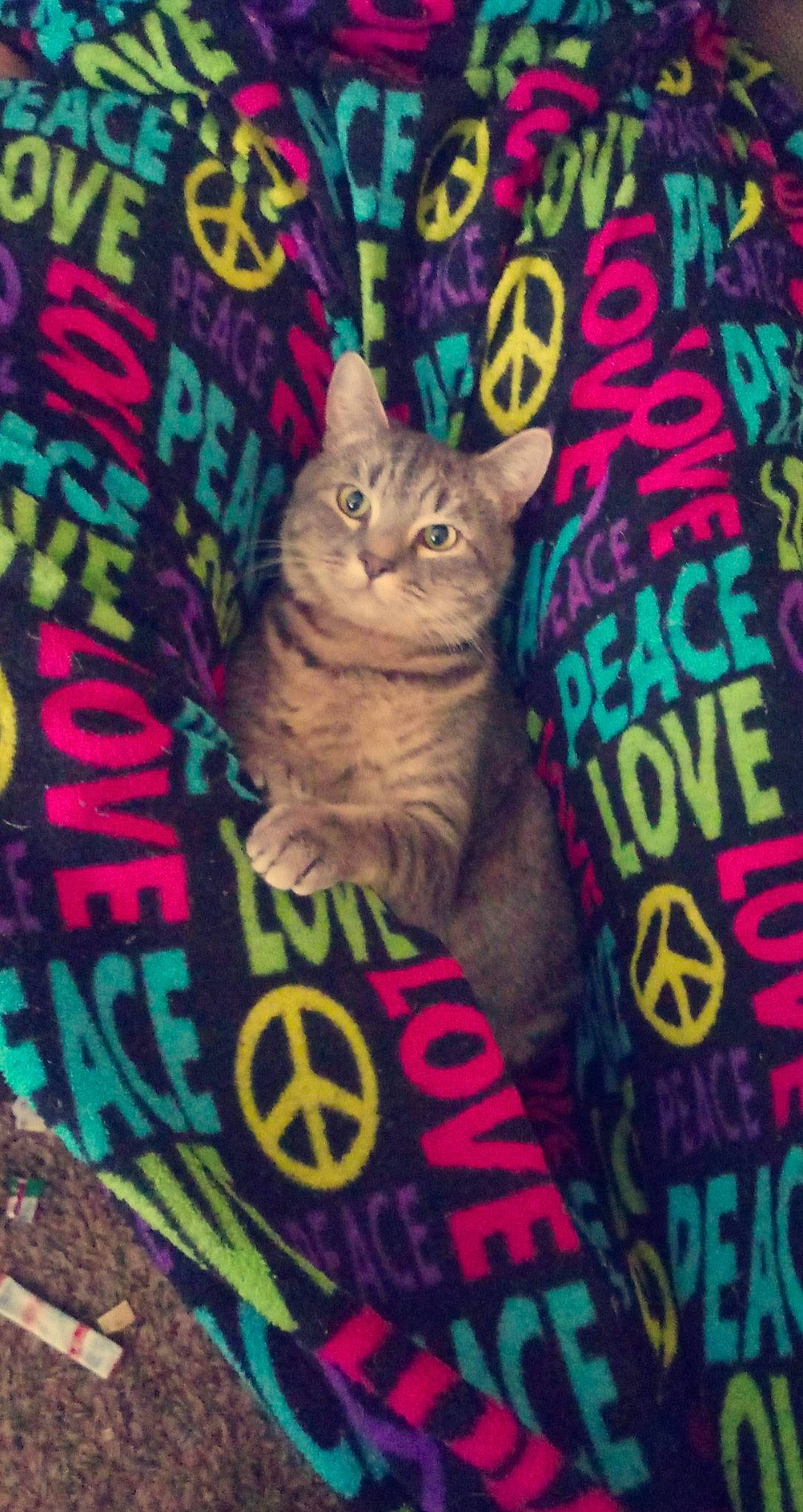 Castiel is registered to the contest to win money with this photo: asian, california_spangled, carnivore, cat, domestic_short_haired_cat, european_shorthair, felidae, kitten, quilt, small_to_medium_sized_cats, tabby_cat, whiskers