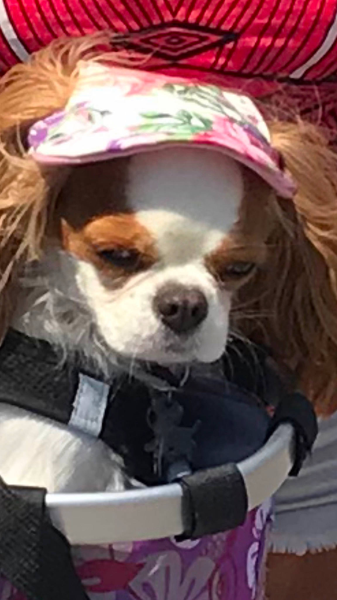 Noisette participe au concours pour gagner de l'argent avec cette photo : canidae, carnivore, cavalier_king_charles_spaniel, collar, companion_dog, dog, dog_breed, dog_clothes, dog_supply, event, eyewear, fur, liver, personal_protective_equipment, pink, snout, spaniel, sporting_group, toy_dog, working_animal