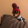 animal, beige_wall, clothing, companion, cozy, curious, cushion, cute, dog, furniture, headwear, indoors, knitted_hat, looking, pet, pom_pom, portrait, small_dog, sweater, warm