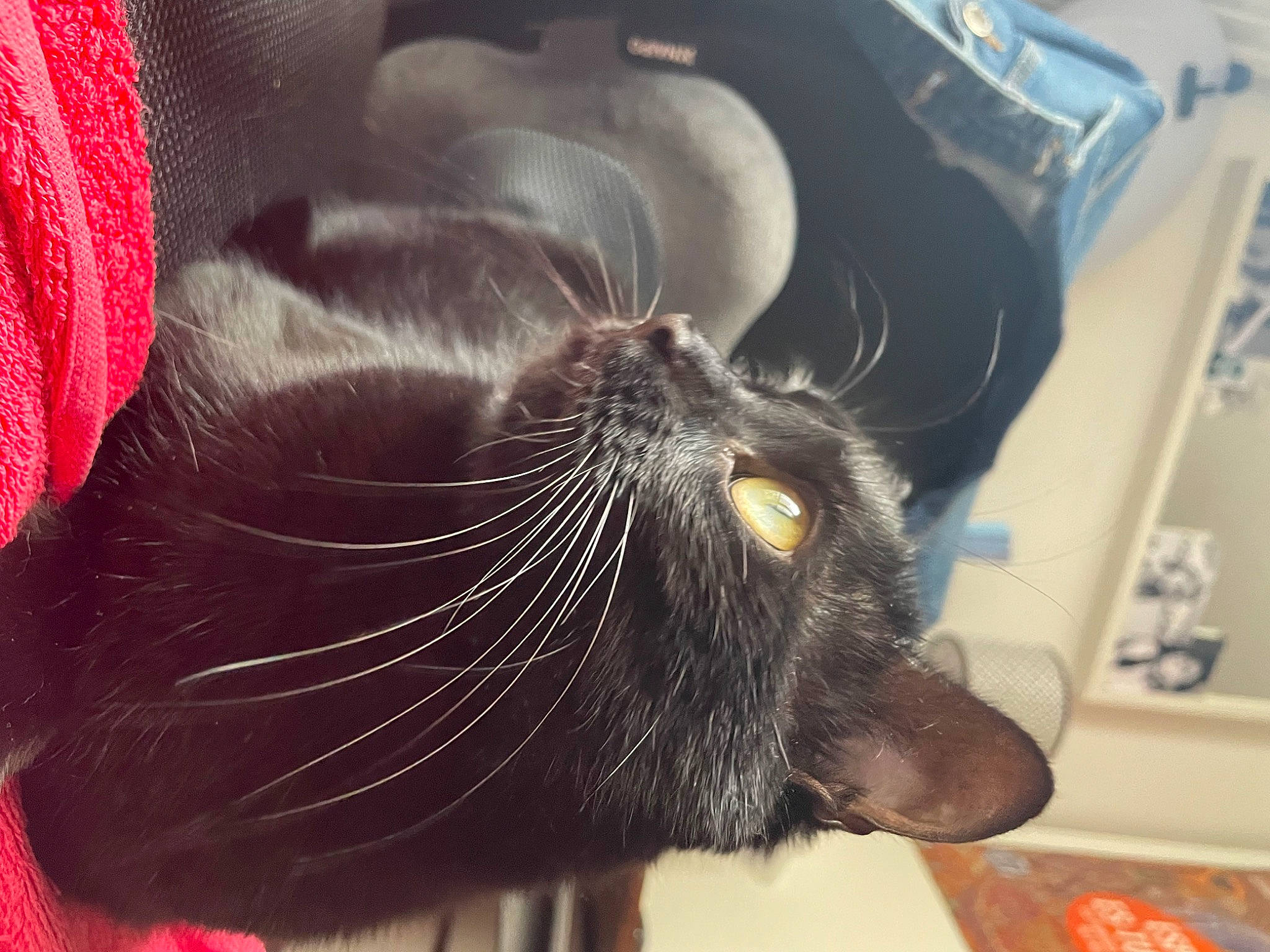 Joséphine participe au concours pour gagner de l'argent avec cette photo : black_cat, carnivore, cat, claw, comfort, domestic_short_haired_cat, ear, felidae, foot, fur, head, liver, nap, paw, small_to_medium_sized_cats, snout, sporting_group, tail, terrestrial_animal, whiskers