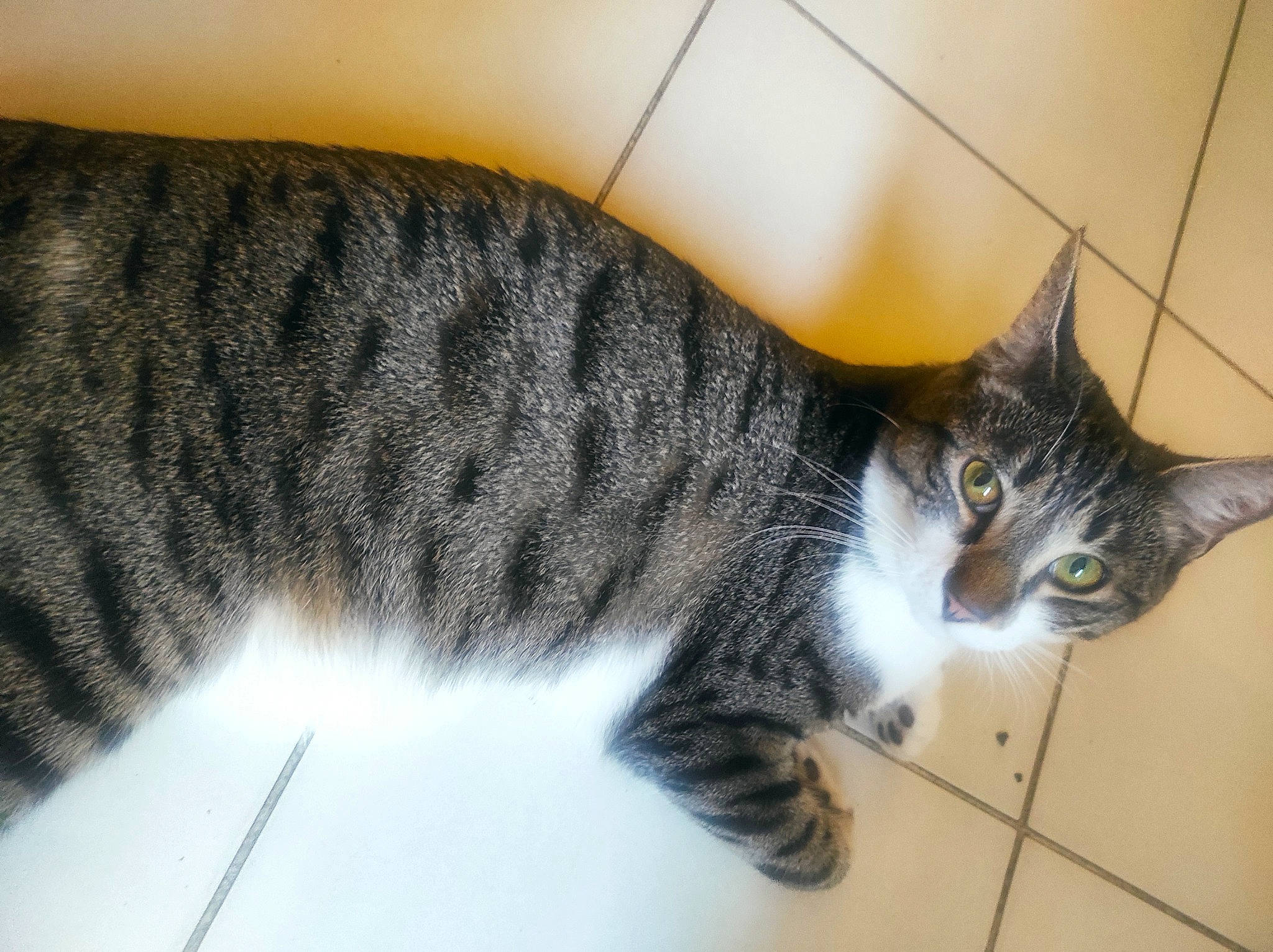 Tipunch participe au concours pour gagner de l'argent avec cette photo : carnivore, cat, domestic_short_haired_cat, felidae, fur, paw, small_to_medium_sized_cats, snout, tail, terrestrial_animal, tree, whiskers