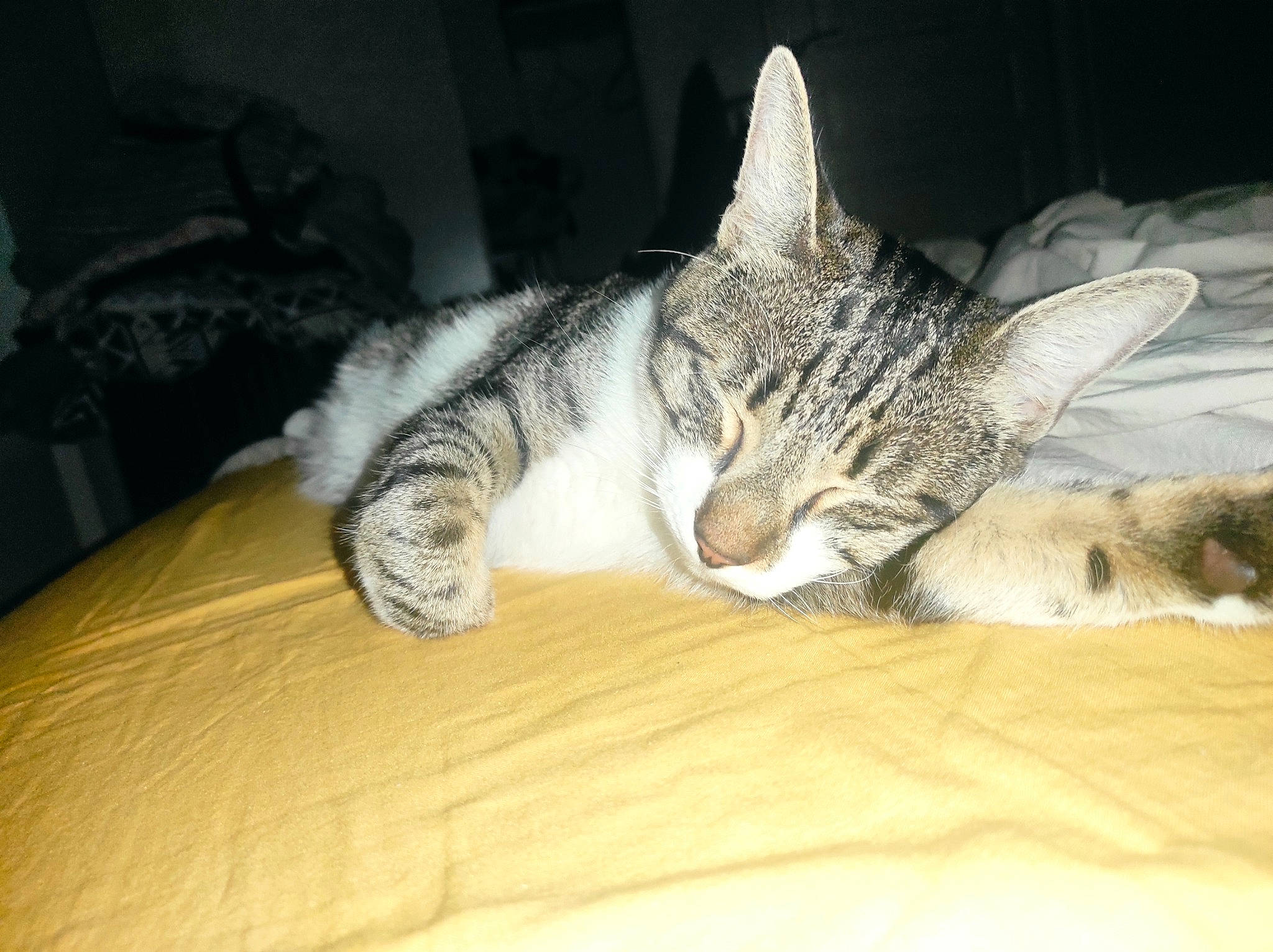 Tipunch participe au concours pour gagner de l'argent avec cette photo : bored, carnivore, cat, claw, comfort, domestic_short_haired_cat, ear, eye, felidae, foot, fur, nap, paw, sleep, small_to_medium_sized_cats, snout, terrestrial_animal, whiskers, wildlife