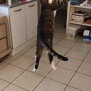 Tipunch participe au concours pour gagner de l'argent avec cette photo : cabinetry, carnivore, cat, countertop, dog_breed, domestic_short_haired_cat, felidae, floor, flooring, fur, hardwood, home_appliance, kitchen, kitchen_appliance, room, small_to_medium_sized_cats, tail, whiskers, wood, wood_flooring