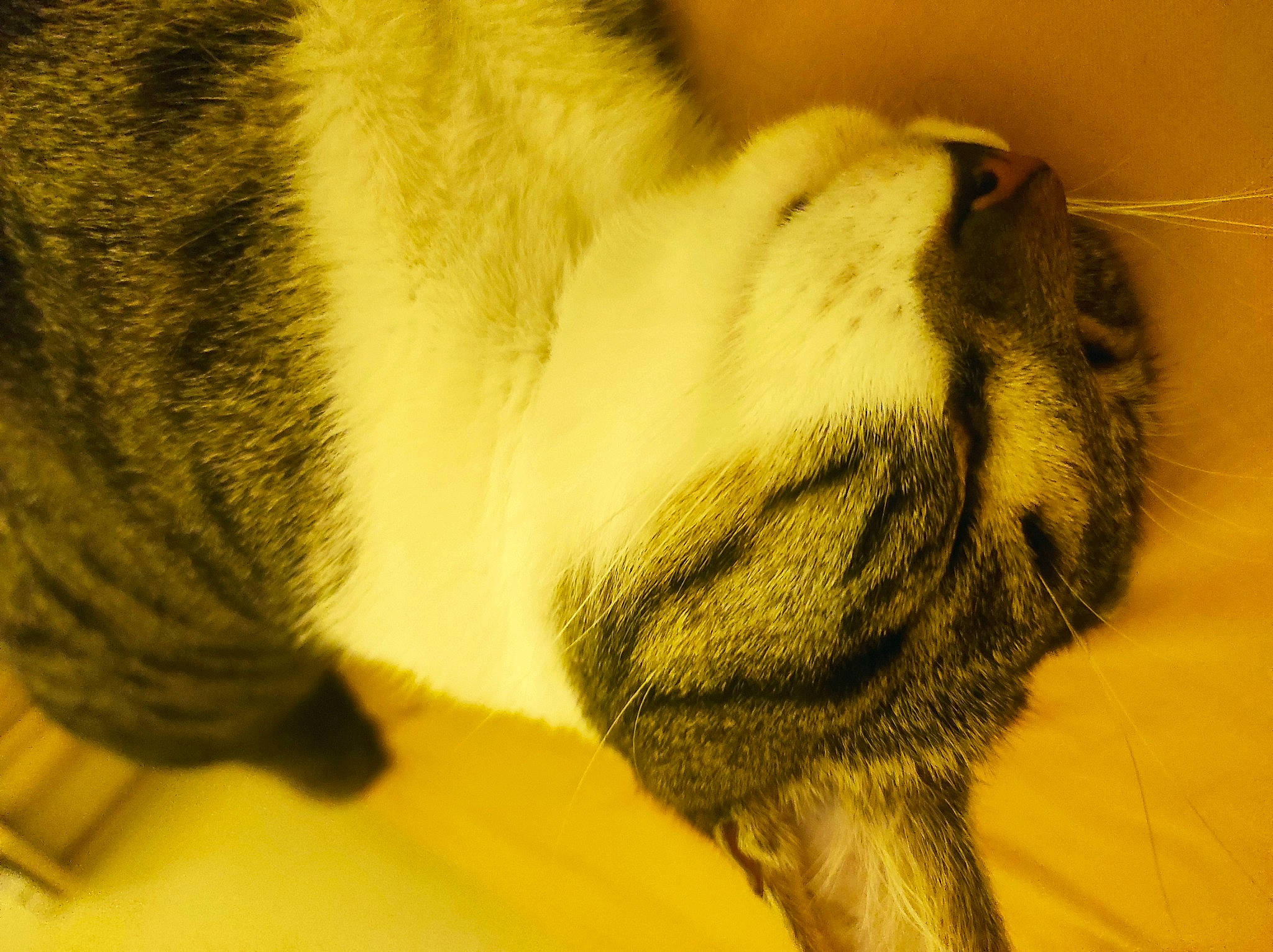 Tipunch a rejoint le concours — aidez-le/la à gagner de superbes lots ! carnivore, cat, claw, comfort, domestic_short_haired_cat, ear, fawn, felidae, fur, macro_photography, nap, paw, sleep, small_to_medium_sized_cats, snout, tail, terrestrial_animal, whiskers, wildlife, wrinkle