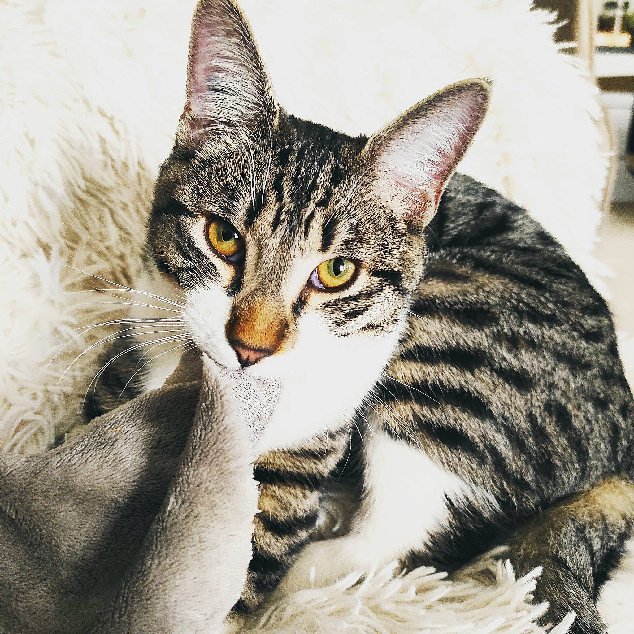 Tipunch participe au concours pour gagner de l'argent avec cette photo : art, carnivore, cat, claw, comfort, domestic_short_haired_cat, drawing, felidae, fur, grass, illustration, nap, paw, sitting, small_to_medium_sized_cats, snout, tail, terrestrial_animal, whiskers, wildlife