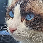 Mimi participe au concours pour gagner de l'argent avec cette photo : animal, blue_eyes, cat, close_up, cute, domestic_cat, face, feline, focus, fur, indoor, muzzle, nose, pet, portrait, profile, sharp_detail, soft_light, whiskers