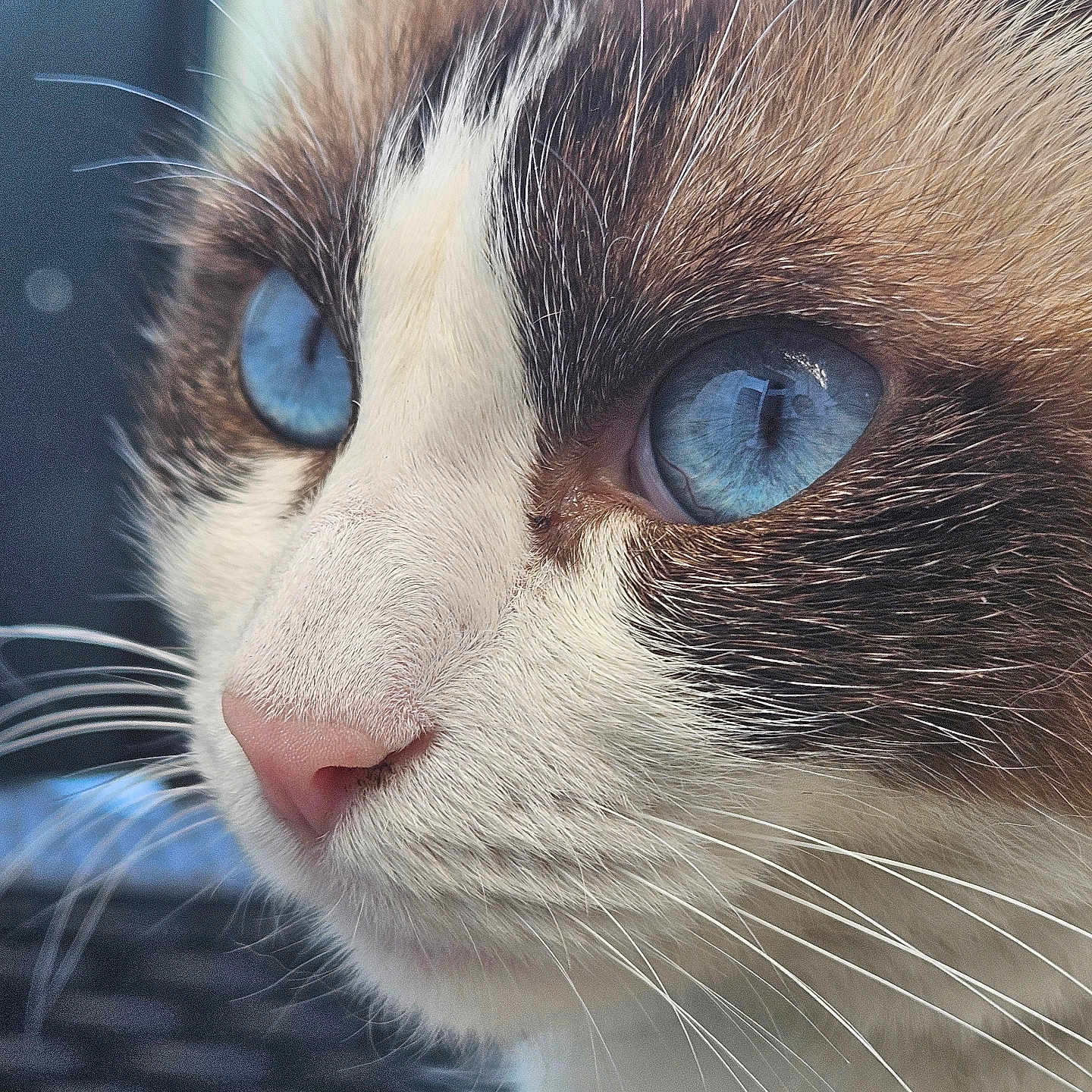 Mimi