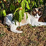 Mimi participe au concours pour gagner de l'argent avec cette photo : animal, brown, cat, closeup, feline, garden, grass, leaf, mammal, nature, outdoor, pet, relaxation, resting, shade, summer, sunlight, tree, white, wildlife