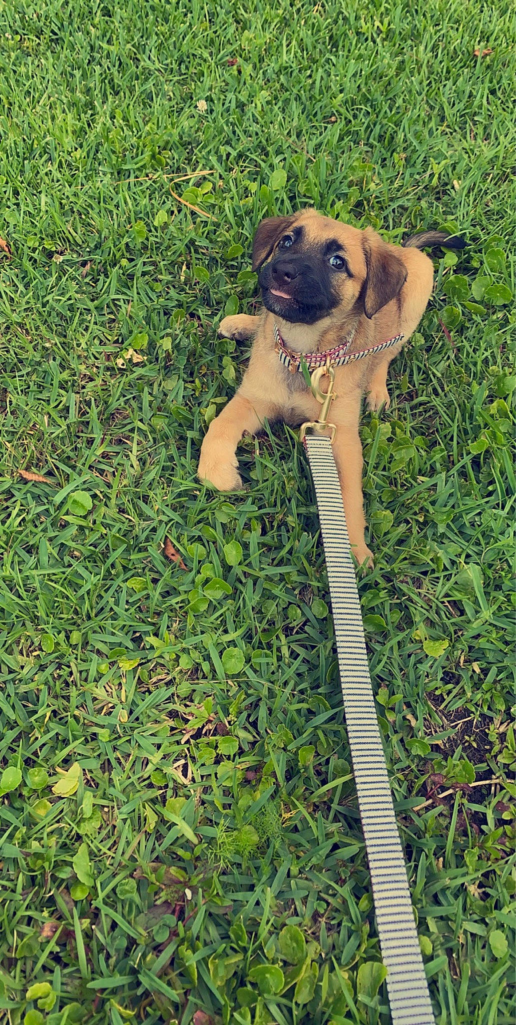 Mabel joined the competition — help win amazing prizes! black_mouth_cur, bullmastiff, canidae, carnivore, dog, dog_breed, fawn, grass, mammal, plant, puppy, rare_breed_dog, working_dog