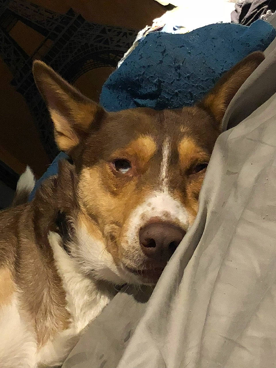 Felix joined the competition — help win amazing prizes! basenji, brazilian_terrier, canidae, cardigan_welsh_corgi, carnivore, corgi_chihuahua, danish_swedish_farmdog, dog, dog_breed, feist, mammal, miniature_fox_terrier, rat_terrier, ratonero_bodeguero_andaluz, snout, teddy_roosevelt_terrier, tenterfield_terrier, vertebrate, whiskers