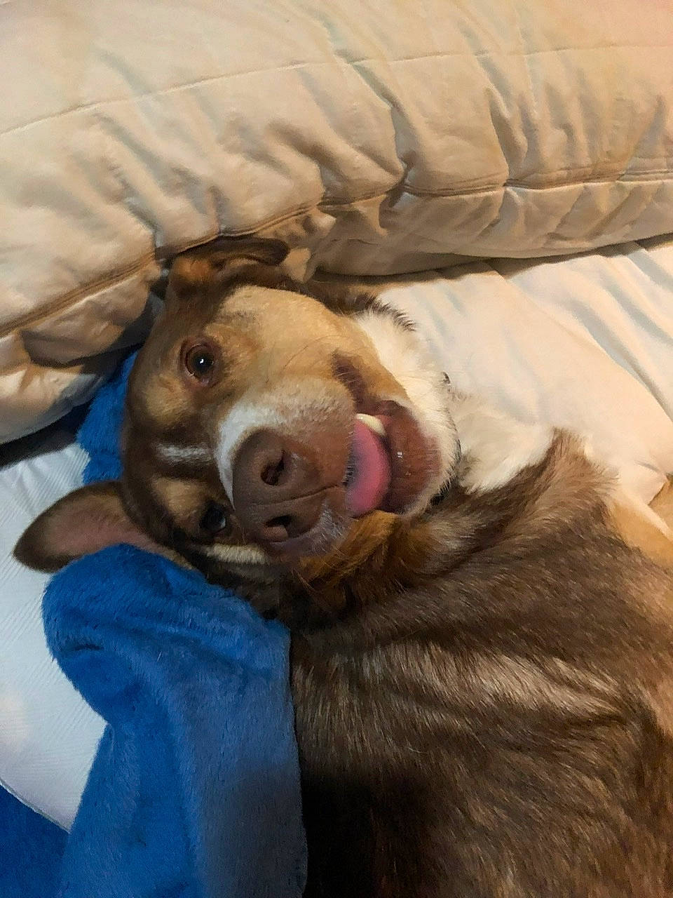 Felix is registered to the contest to win money with this photo: canidae, carnivore, dog, dog_breed, ear, fur, nap, nose, snout, sporting_group