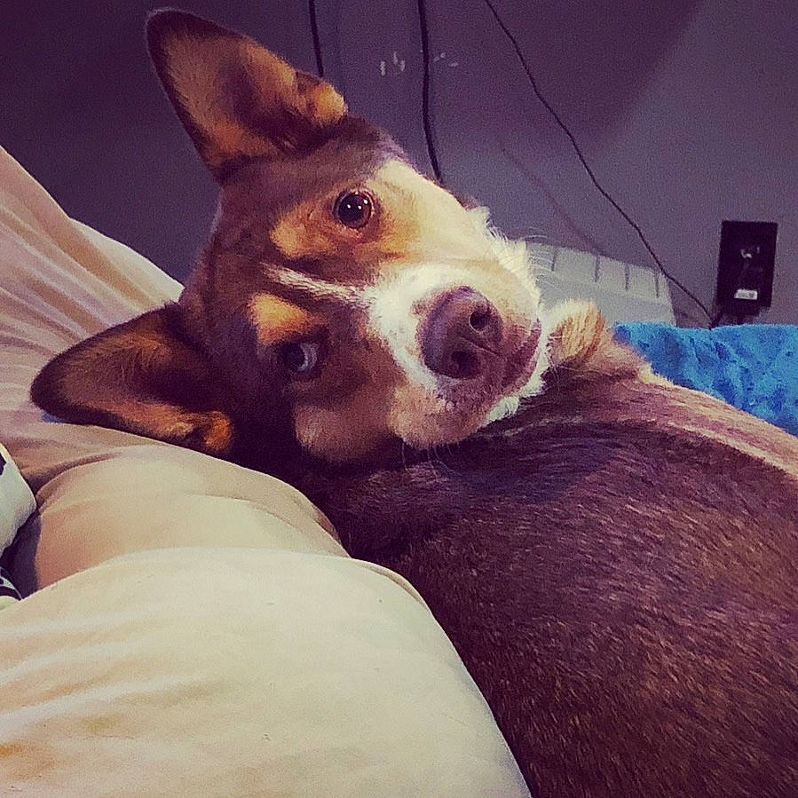 Felix is registered to the contest to win money with this photo: australian_kelpie, basenji, canidae, carnivore, dog, dog_breed, ear, fawn, feist, head, hunting_dog, ibizan_hound, koolie, mammal, nose, rat_terrier, snout, teddy_roosevelt_terrier, vertebrate, whiskers