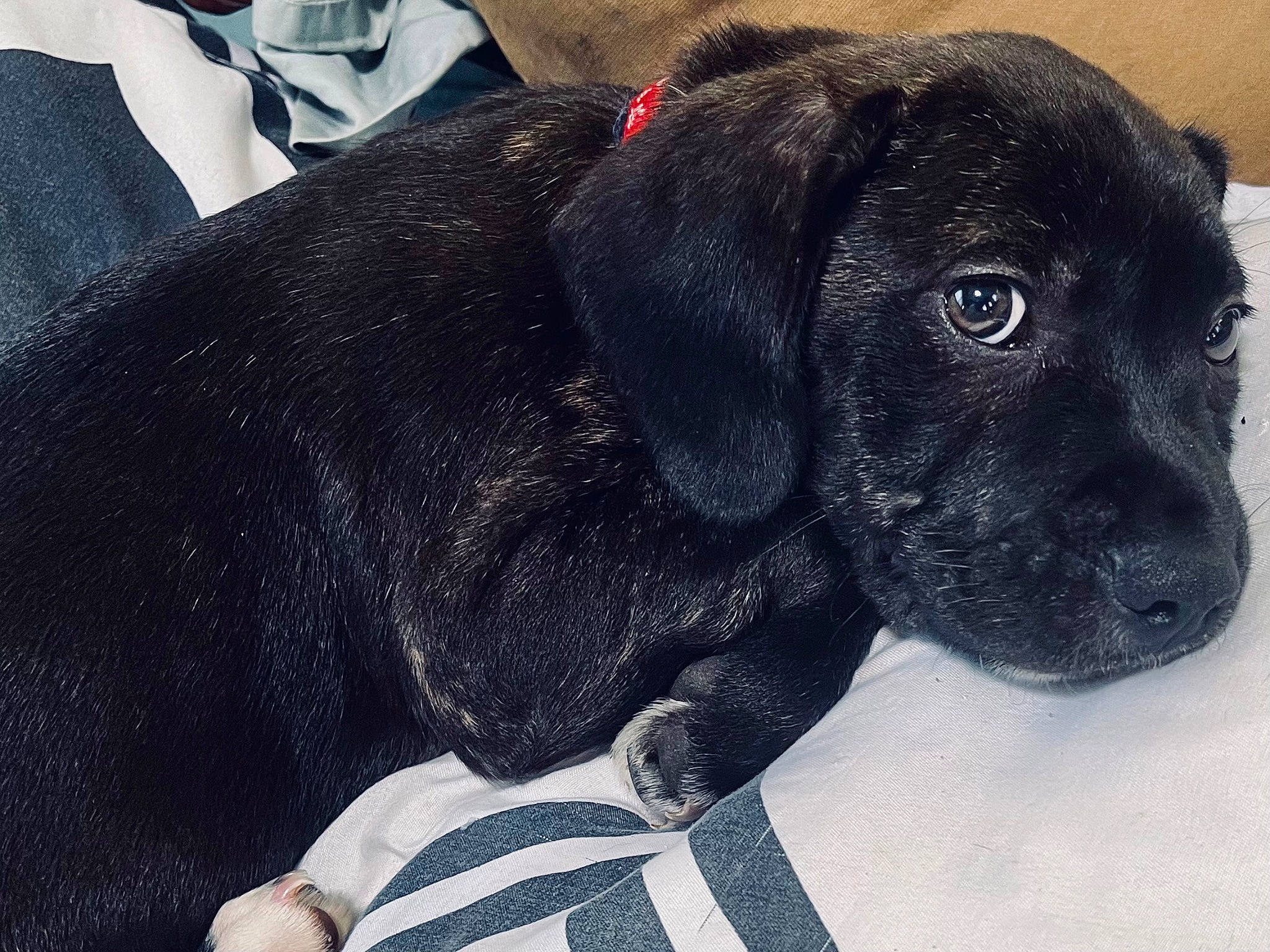 Zues is registered to the contest to win money with this photo: borador, canidae, carnivore, collar, companion_dog, dog, dog_breed, dog_collar, fur, gun_dog, liver, pet_supply, snout, sporting_group, terrestrial_animal, whiskers, working_animal