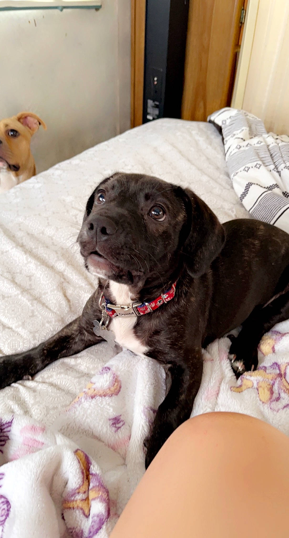 Zues joined the competition — help win amazing prizes! borador, canidae, carnivore, collar, comfort, companion_dog, dog, dog_breed, dog_collar, fawn, fur, gun_dog, linens, liver, non_sporting_group, sporting_group, working_animal