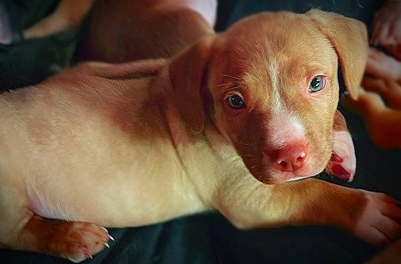 Mallaki is registered to the contest to win money with this photo: canidae, carnivore, comfort, companion_dog, dog, dog_breed, ear, fawn, finger, fur, liver, nail, puppy, snout, sporting_group, terrestrial_animal, whiskers, working_animal