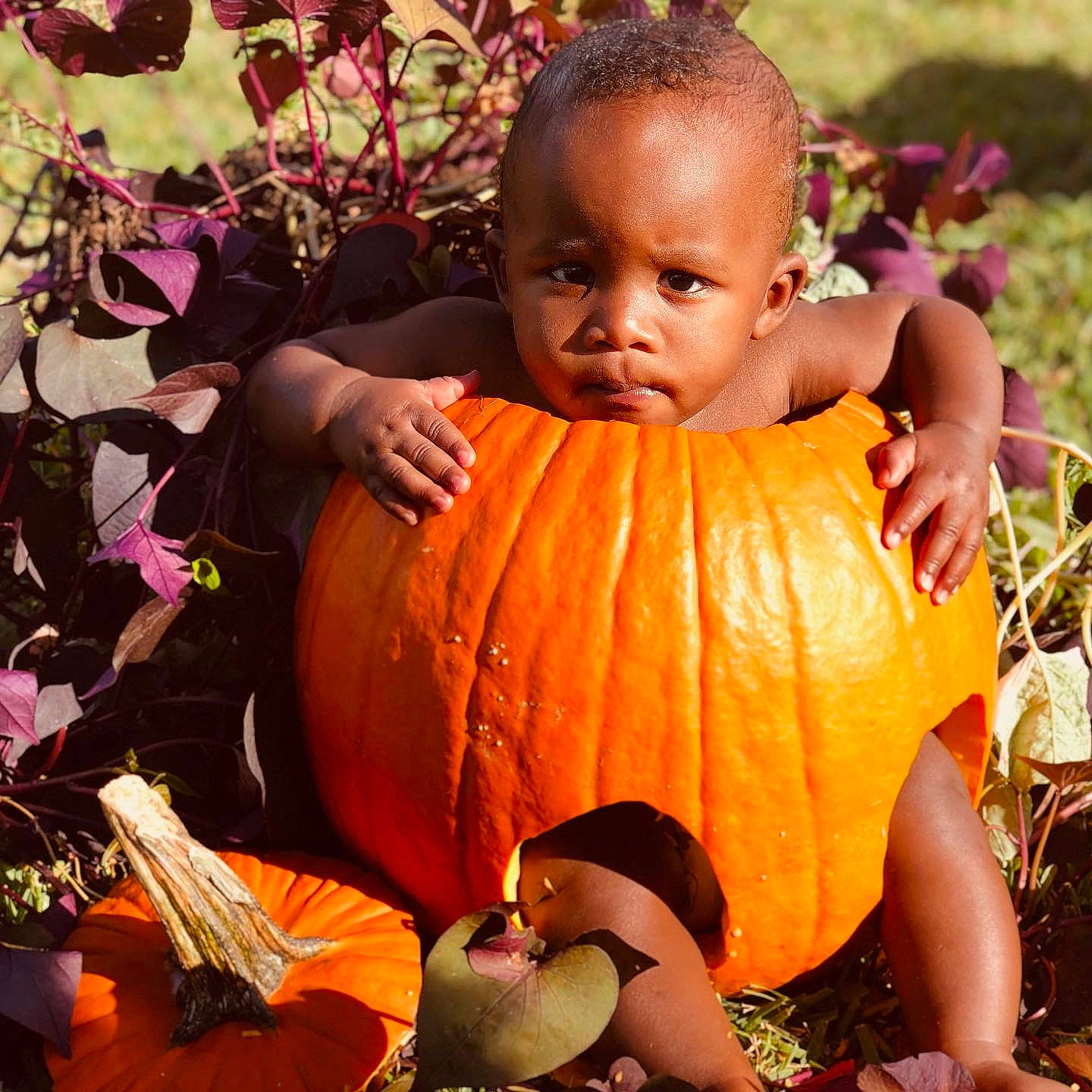 Reginald is registered to the contest to win money with this photo: _and_melon_family, _gourd, adaptation, baby, baby_toddler_clothing, calabaza, cucumber, cucurbita, fruit, gourd, local_food, natural_foods, orange, people_in_nature, person, produce, pumpkin, squash, toddler, vegan_nutrition