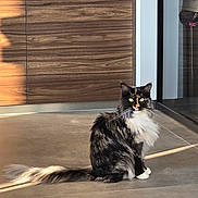 Violette participe au concours pour gagner de l'argent avec cette photo : cat, long_hair, sitting, floor, sunlight, shadow, wooden_cabinet, glass_door, indoor, pet, feline, calm, fur_pattern, tail, whiskers, reflection, modern_interior, home, animal, domestic