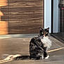 cat, long_hair, sitting, floor, sunlight, shadow, wooden_cabinet, glass_door, indoor, pet, feline, calm, fur_pattern, tail, whiskers, reflection, modern_interior, home, animal, domestic