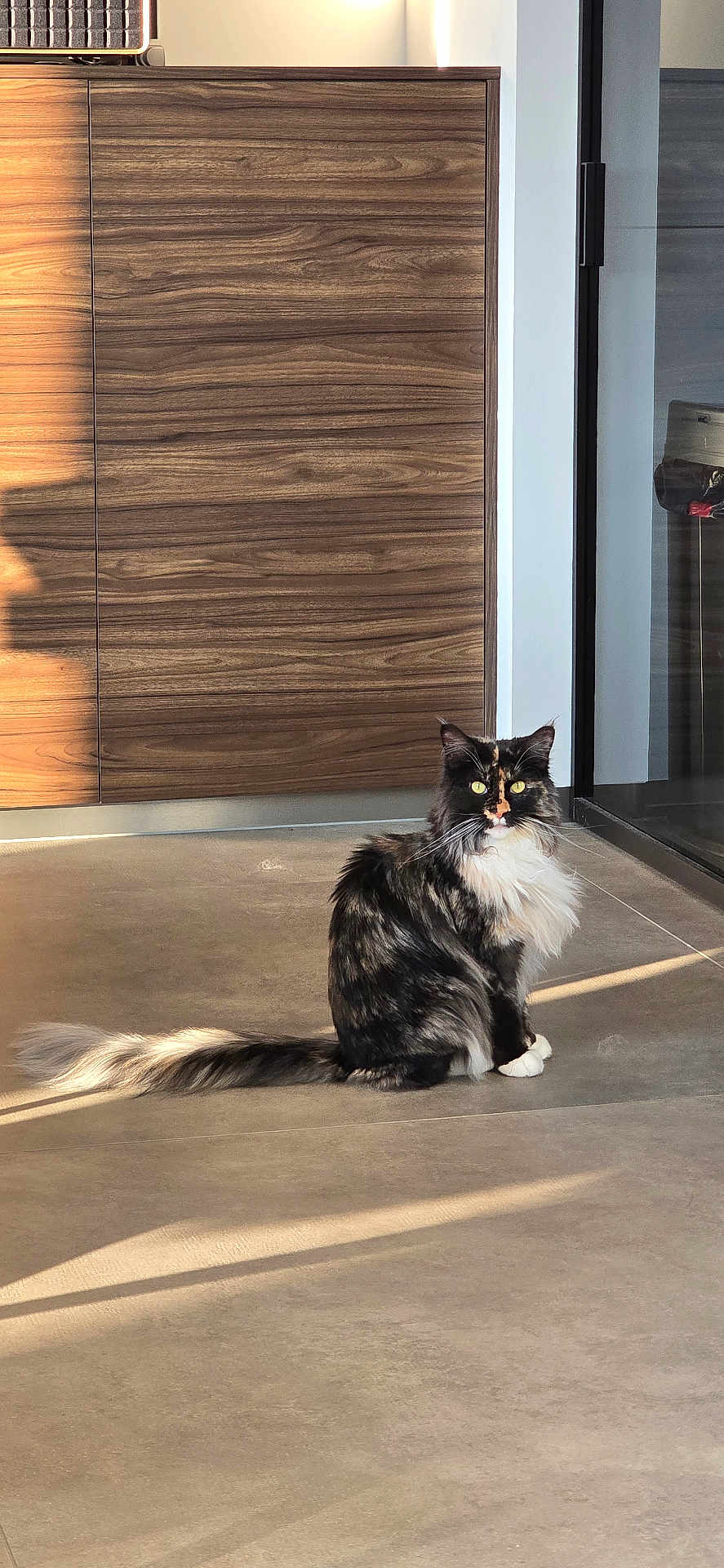 Violette participe au concours pour gagner de l'argent avec cette photo : cat, long_hair, sitting, floor, sunlight, shadow, wooden_cabinet, glass_door, indoor, pet, feline, calm, fur_pattern, tail, whiskers, reflection, modern_interior, home, animal, domestic