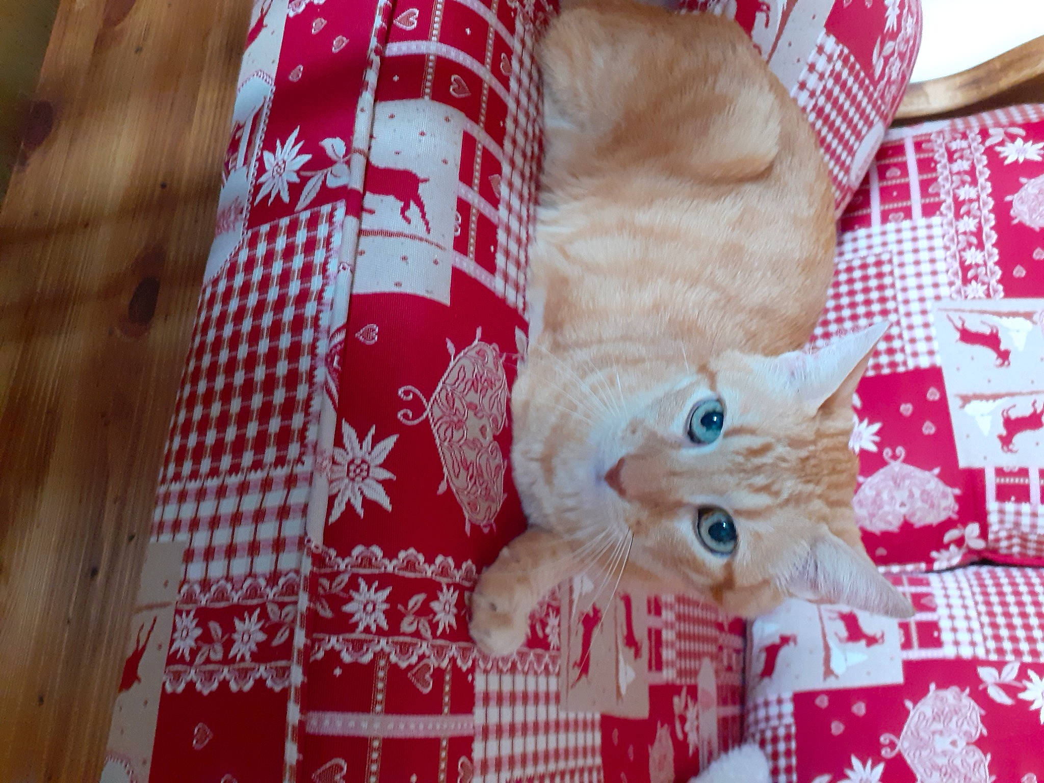 Iba participe au concours pour gagner de l'argent avec cette photo : art, bedding, carnivore, cat, creative_arts, domestic_short_haired_cat, fawn, felidae, fur, linens, pattern, quilt, red, small_to_medium_sized_cats, tail, textile, thread, whiskers, wood, wool