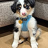 Kovu is registered to the contest to win money with this photo: puppy, dog, blue_eyes, tricolor, harness, indoor, wooden_floor, couch, pet_tag, sitting, cute, fluffy, young_dog, fur, adorable, animal, pet, domestic_animal, closeup, portrait