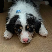 Kovu is registered to the contest to win money with this photo: puppy, dog, blue_eyes, pink_nose, fur, black_and_white, blue_ribbon, wooden_floor, indoor, cute, pet, animal, lying_down, face, ears, paw, adorable, young, domestic_animal, fur_texture