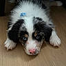 puppy, dog, blue_eyes, pink_nose, fur, black_and_white, blue_ribbon, wooden_floor, indoor, cute, pet, animal, lying_down, face, ears, paw, adorable, young, domestic_animal, fur_texture