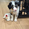Kovu is registered to the contest to win money with this photo: puppy, dog, blue_eyes, pink_nose, fluffy, toy, plush, wooden_floor, gate, indoor, pet, cute, animal, young_dog, collar, curious, small, adorable, black_and_white, fur