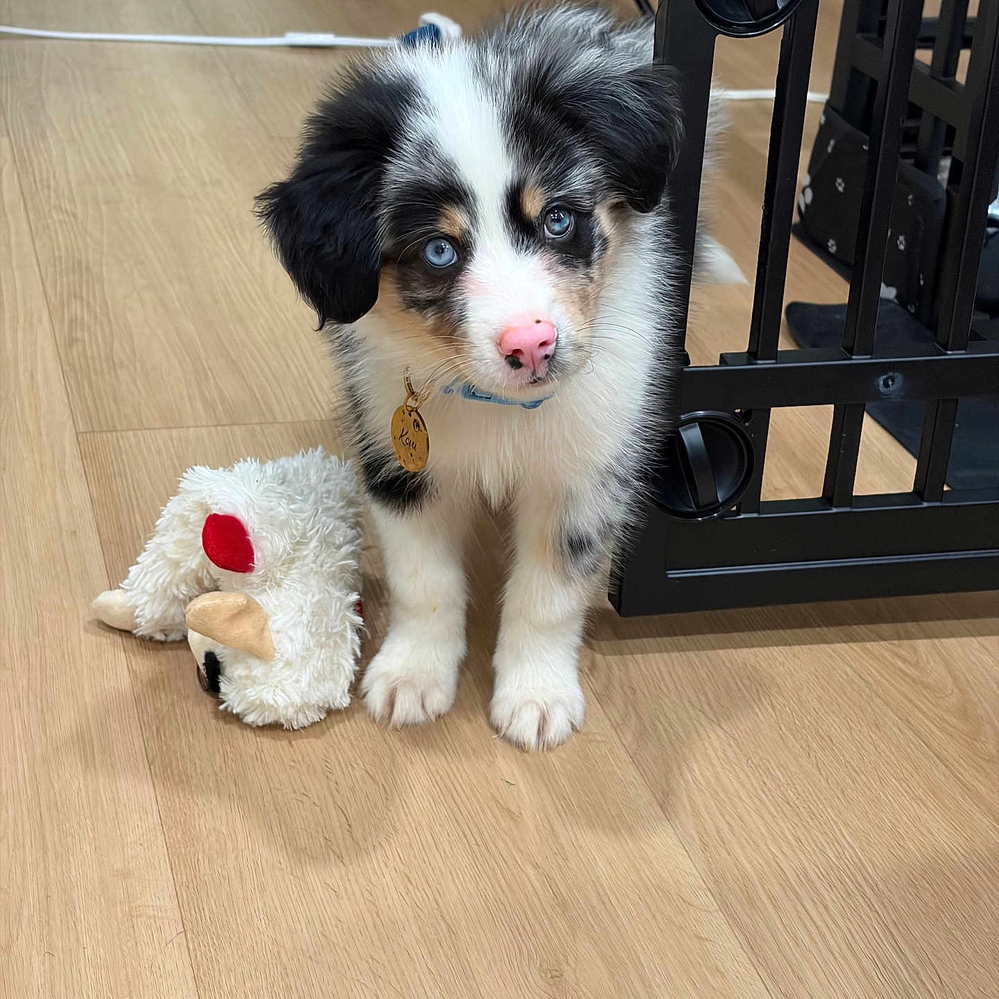Kovu is registered to the contest to win money with this photo: puppy, dog, blue_eyes, pink_nose, fluffy, toy, plush, wooden_floor, gate, indoor, pet, cute, animal, young_dog, collar, curious, small, adorable, black_and_white, fur