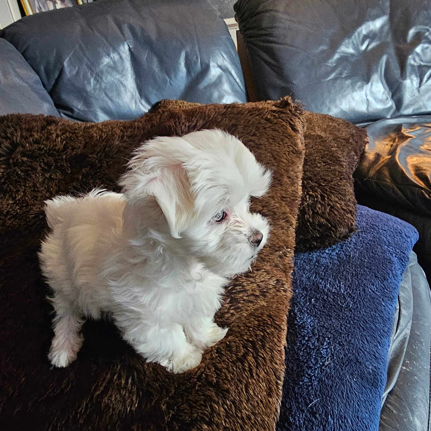 Herr Hudsun is registered to the contest to win money with this photo: animal, blue_blanket, brown_pillow, companion, cozy, cute, dog, fluffy, furniture, furry, household, indoor, leather_couch, pet, pillow, puppy, resting, side_view, small_dog, white_dog