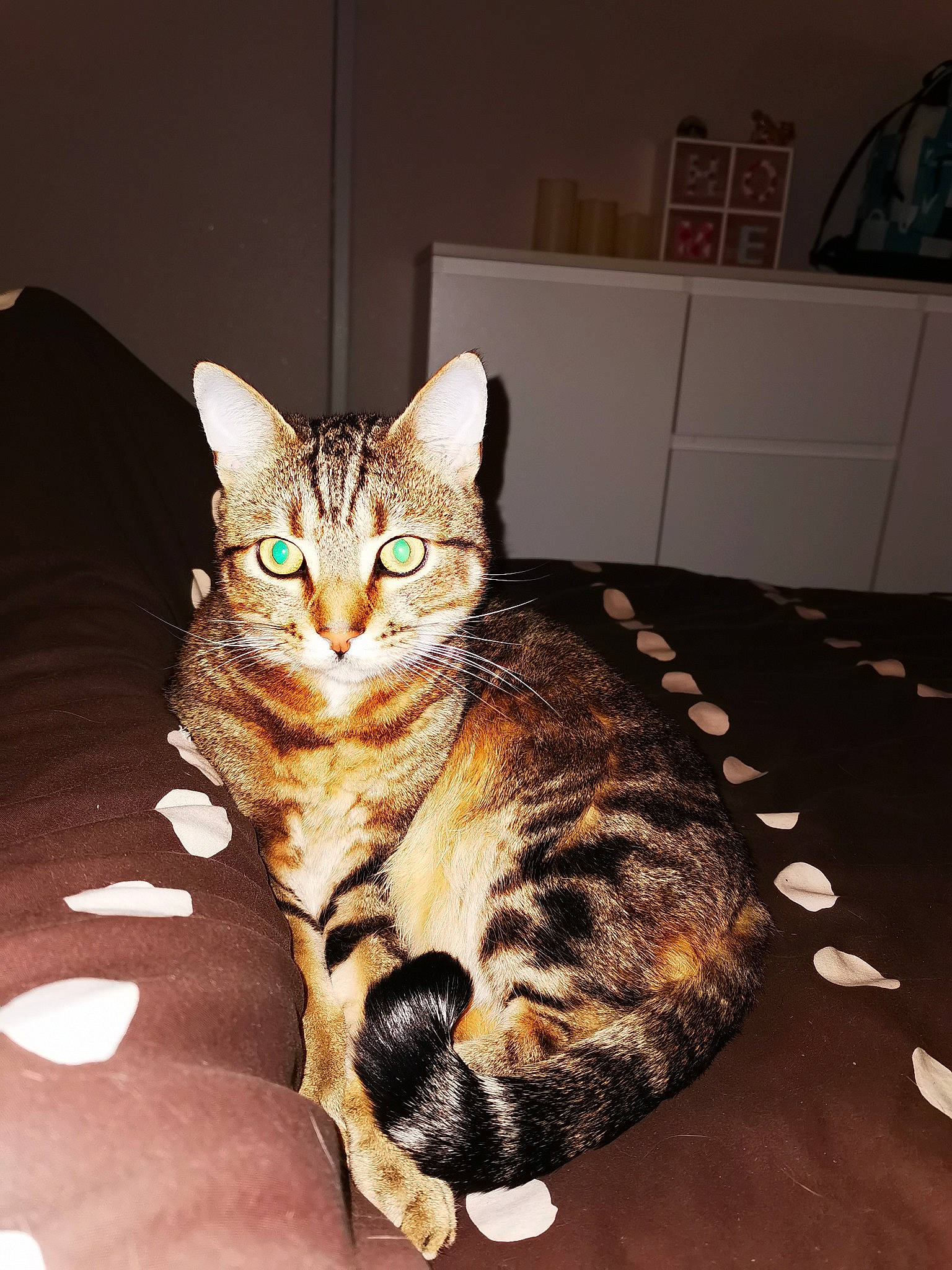 Winnie participe au concours pour gagner de l'argent avec cette photo : cabinetry, carnivore, cat, chest_of_drawers, cupboard, domestic_short_haired_cat, drawer, fawn, felidae, fur, home, shelf, small_to_medium_sized_cats, snout, tabby_cat, tail, terrestrial_animal, toe, vertebrate, whiskers