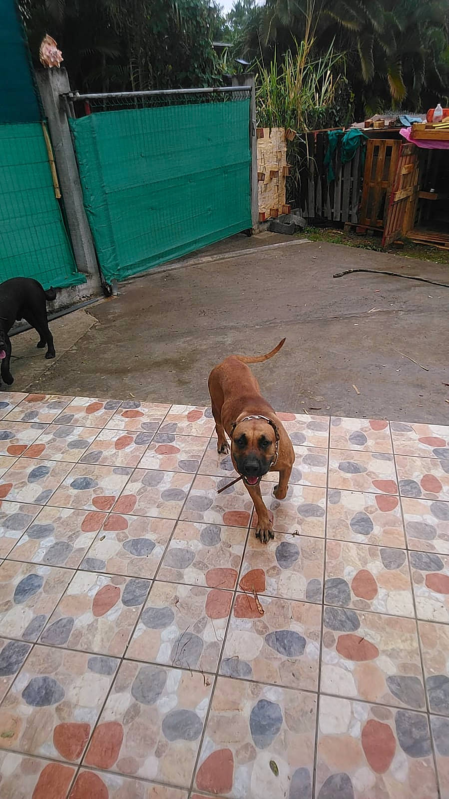 Ortega participe au concours pour gagner de l'argent avec cette photo : canidae, carnivore, dog, dog_breed, fawn, flooring, redbone_coonhound, sporting_group, street_dog, tile