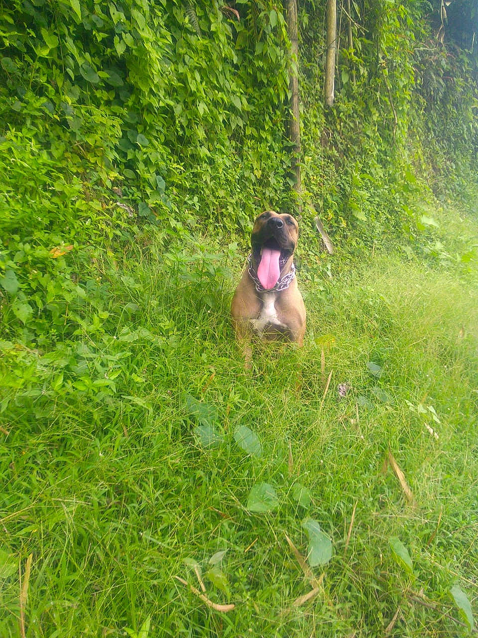Ortega participe au concours pour gagner de l'argent avec cette photo : canidae, fawn, grass, grass_family, green, jungle, meadow, plant, plant_community, shrub, shrubland