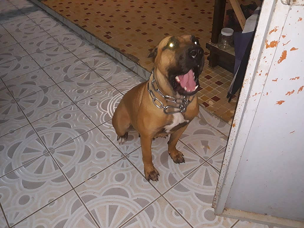 Ortega participe au concours pour gagner de l'argent avec cette photo : american_pit_bull_terrier, bandog, boerboel, canidae, carnivore, dog, dog_breed, fawn, mammal, non_sporting_group, perro_de_presa_canario, pit_bull, rare_breed_dog, snout, sporting_group, tosa, vertebrate