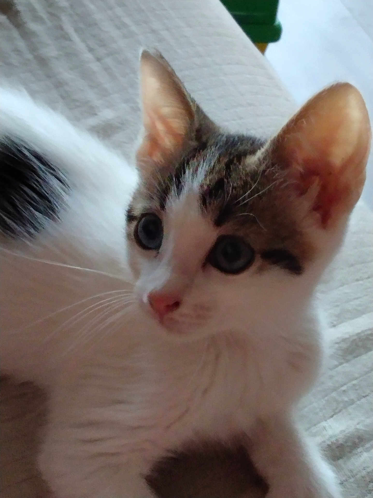 Amy