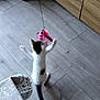 Amy a rejoint le concours — aidez-le/la à gagner de superbes lots ! animal, black_spot, cabinet, cat, curiosity, domestic, feather_toy, flooring, indoor, kitchen, kitten, pattern, pet, playing, raised_paws, tablecloth, toy, white_cat, wooden_floor, young_cat