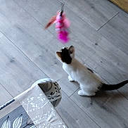 Amy a rejoint le concours — aidez-le/la à gagner de superbes lots ! animal, black_spot, cat, chair, curious, domestic_cat, feathers, floor, flooring, furniture, home, indoor, looking_up, patterned, pet, playing, small_cat, toy, white_cat, wooden_floor