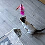animal, black_spot, cat, chair, curious, domestic_cat, feathers, floor, flooring, furniture, home, indoor, looking_up, patterned, pet, playing, small_cat, toy, white_cat, wooden_floor