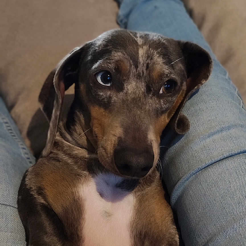 Toki a rejoint le concours — aidez-le/la à gagner de superbes lots ! adult, animal, architecture, building, canine, clothing, couch, cushion, dog, furniture, homedecor, hosiery, hound, indoors, male, man, person, pet, puppy, sock