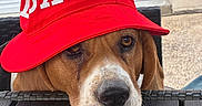 Suzie a rejoint le concours — aidez-le/la à gagner de superbes lots ! dog, beagle, pet, animal, portrait, close_up, red_hat, bucket_hat, fashion, funny, silly, outdoor, chair, brown_fur, white_muzzle, floppy_ears, eyes, nose, seated, photography